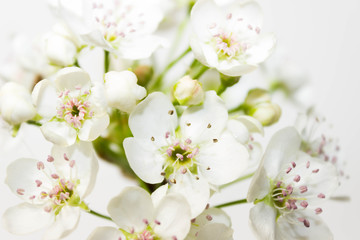 Obraz na płótnie Canvas A High-Key Photo of Cherry Blossom Flowers
