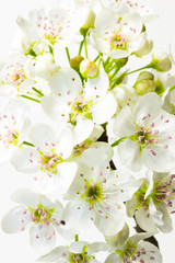 Obraz premium A High-Key Photo of Cherry Blossom Flowers