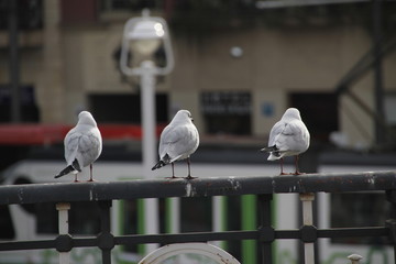Gaviotas