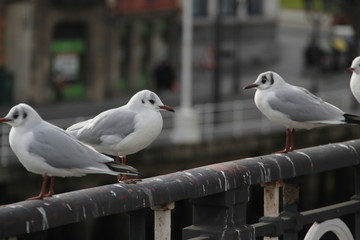 Gaviotas