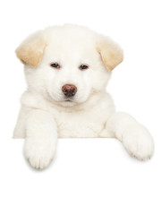 Obraz premium Japanese Akita puppy above banner, isolated on white