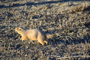 Prairie Dog (genus Cynomys ludovicianus) Black-Tailed in the wild, herbivorous burrowing rodent, in the shortgrass prairie ecosystem, alert in burrow, barking to warn other prairie dogs of danger in B