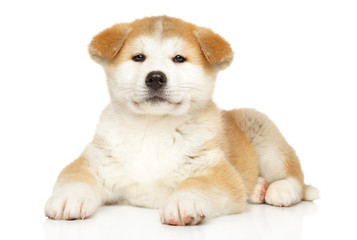 Japanese Akita-inu puppy on white background