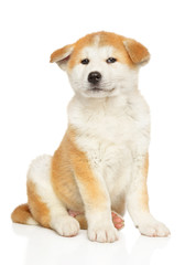 Japanese Akita sits in front of white background