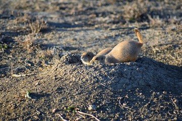 Prairie Dog (genus Cynomys ludovicianus) Black-Tailed in the wild, herbivorous burrowing rodent, in the shortgrass prairie ecosystem, alert in burrow, barking to warn other prairie dogs of danger in B
