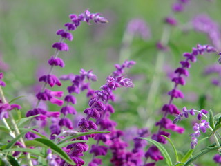 field of lavender flowers