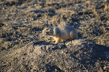 Prairie Dog (genus Cynomys ludovicianus) Black-Tailed in the wild, herbivorous burrowing rodent, in the shortgrass prairie ecosystem, alert in burrow, barking to warn other prairie dogs of danger in B