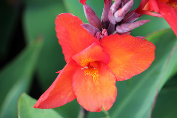 Fototapeta premium Bright orange-red canna flower in garden on green background