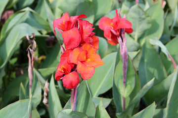 Bright orange-red canna flower in garden on green background