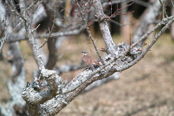 ツグミ