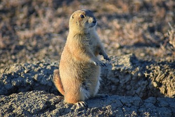 Prairie Dog (genus Cynomys ludovicianus) Black-Tailed in the wild, herbivorous burrowing rodent, in the shortgrass prairie ecosystem, alert in burrow, barking to warn other prairie dogs of danger in B