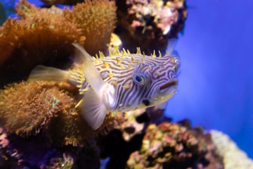 Red orbicular burrfish
