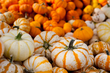 Autumn Pumpkins