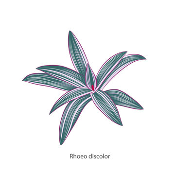 Exotic, tropical leaves  rhoeo isolated on a white pattern.