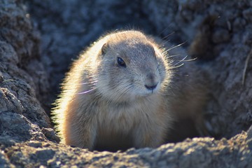 Prairie Dog (genus Cynomys ludovicianus) Black-Tailed in the wild, herbivorous burrowing rodent, in the shortgrass prairie ecosystem, alert in burrow, barking to warn other prairie dogs of danger in B