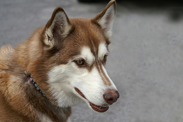 Profile of A Brown and White Huskey