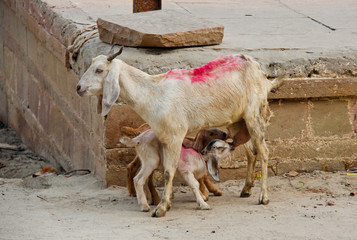 Goat kids enjoying fresh milk