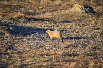 Prairie Dog (genus Cynomys ludovicianus) Black-Tailed in the wild, herbivorous burrowing rodent, in the shortgrass prairie ecosystem, alert in burrow, barking to warn other prairie dogs of danger in B