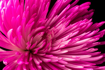 Low-Key Photo of a Pink Chrysanthemum