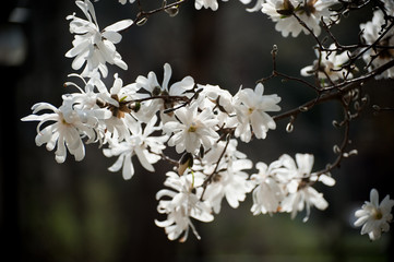 White Flowering Tree