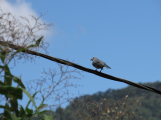 bird on a branch