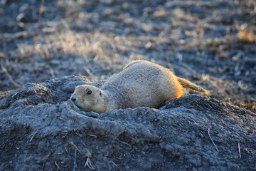 Prairie Dog (genus Cynomys ludovicianus) Black-Tailed in the wild, herbivorous burrowing rodent, in the shortgrass prairie ecosystem, alert in burrow, barking to warn other prairie dogs of danger in B