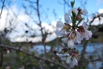 Amendoeira em Flor