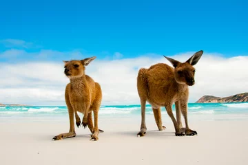 Afwasbaar Fotobehang Cape Le Grand National Park, West-Australië Kangoeroes op Lucky Bay White Sand Beach - Australië