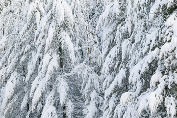 Cold snow covered tress, Stowe, Vermont, USA