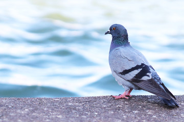 pigeon at the lake and free space