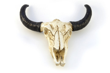 Isolated Bull Head Skull