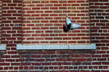 Obraz premium Brick Background