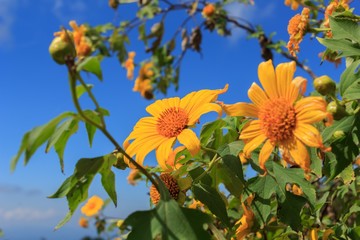 Beautiful mexican sunflower on the mountains in Thailand