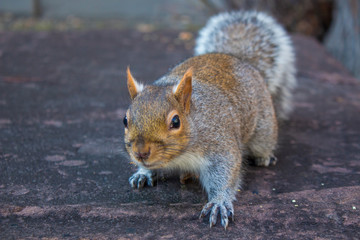 squirrel