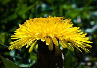 Dandelion Macro