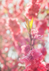 Pink Tree Blossoms