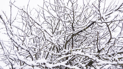 Apple tree in the snow, branches in the snow, snowy winter.