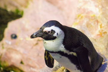 Naklejka premium penguin