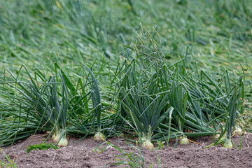 Onions growing on a crop farm in Canterbury, New Zealand