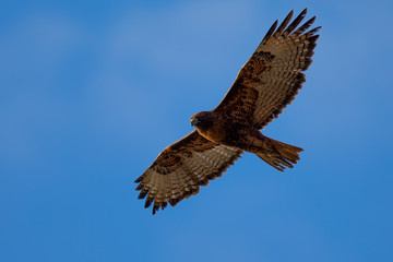 Red-tailed hawk flying in beautiful light, seen in the wild in North California