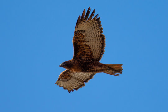 Red-tailed hawk flying in beautiful light, seen in the wild in North California