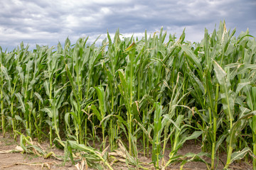 Maize growing on a crop farm in Canterbury, New Zealand