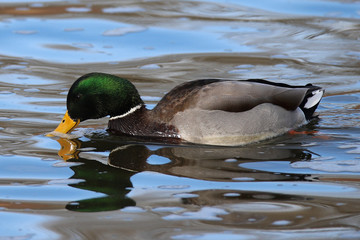 mallard duck in water