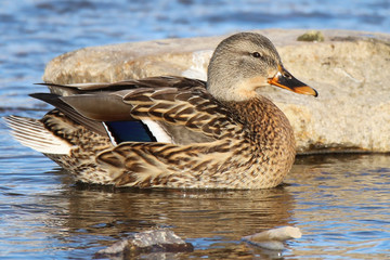 female mallard in water