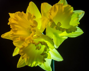 Low-Key Macro Portrait of a Yellow Daffodil