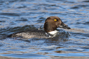 golden eye duck in the water