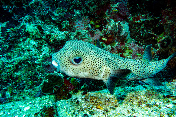 Glazastik from a depth of 24 meters. Caribbean sea
