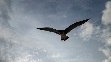 Beach hunters in Playa del Carmen. Seagulls in search of food
