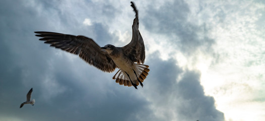 Beach hunters in Playa del Carmen. Seagulls in search of food