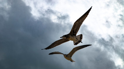Beach hunters in Playa del Carmen. Seagulls in search of food
